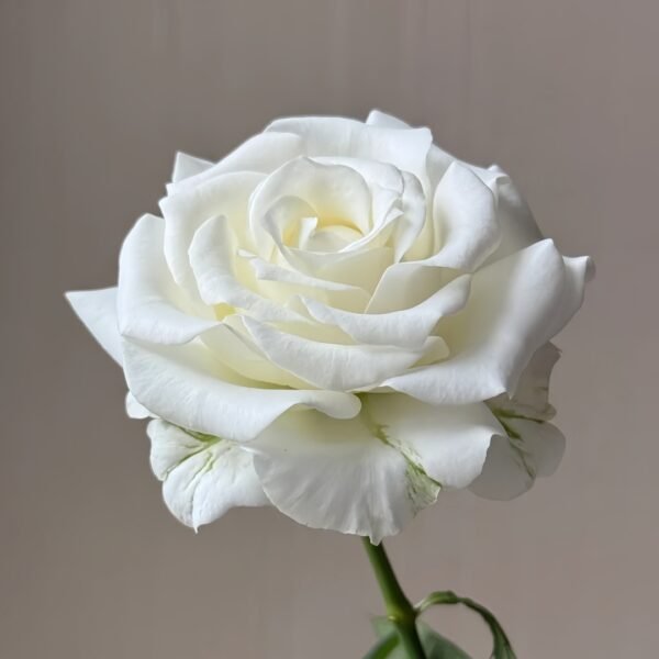 White Chocolate Rose