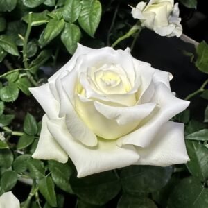 White Chocolate Rose