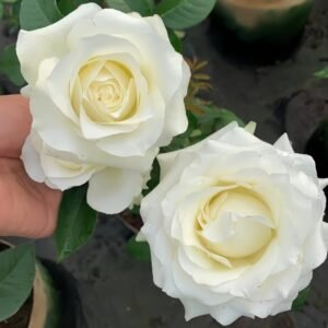 White Chocolate Rose