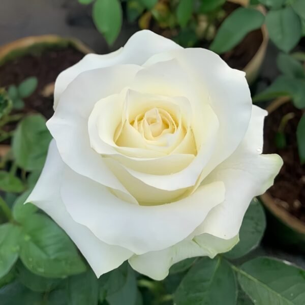 White Chocolate Rose