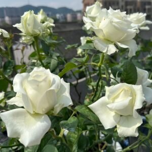 White Chocolate Rose