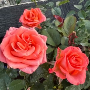 Wow Rose Plant｜召唤 - 图片 10