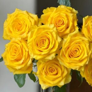 Yellow Breeze Rose