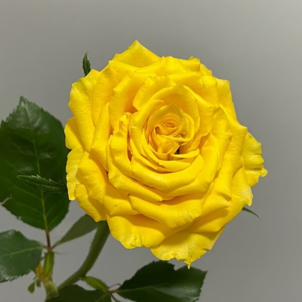 Yellow Breeze Rose
