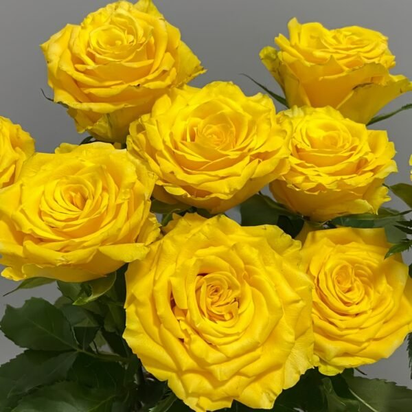 Yellow Breeze Rose