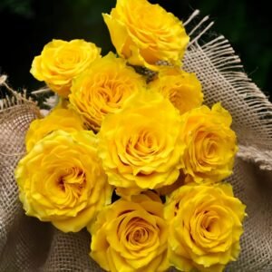 Yellow Breeze Rose