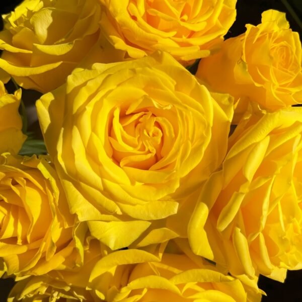 Yellow Breeze Rose