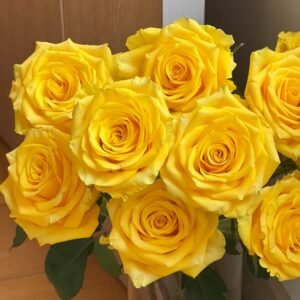 Yellow Breeze Rose Plant｜黄色布雷茨 - 图片 10