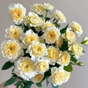 Yellow Mikoto Rose Plant|黄美琴 - 图片 3