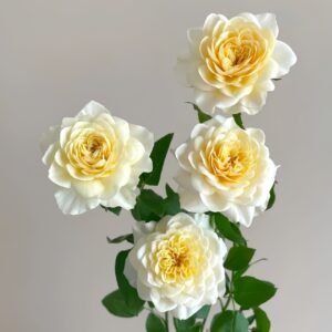 Yellow Mikoto Rose Plant|黄美琴 - 图片 4