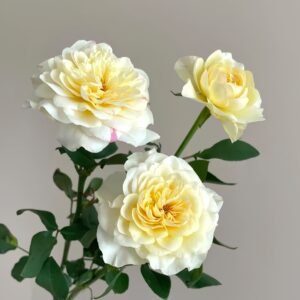 Yellow Mikoto Rose Plant|黄美琴 - 图片 5