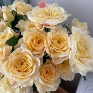 Yellow Mikoto Rose Plant|黄美琴 - 图片 7