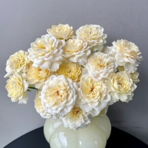 Yellow Mikoto Rose Plant|黄美琴 - 图片 8