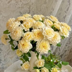 Yellow Mikoto Rose Plant|黄美琴 - 图片 9