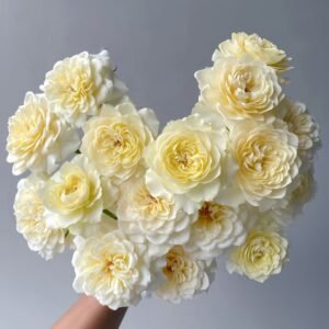 Yellow Mikoto Rose Plant|黄美琴 - 图片 10