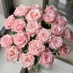 Almond Milk Candy Rose