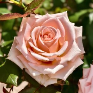 Almond Milk Candy Rose