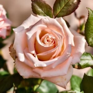 Almond Milk Candy Rose