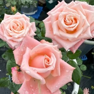 Almond Milk Candy Rose