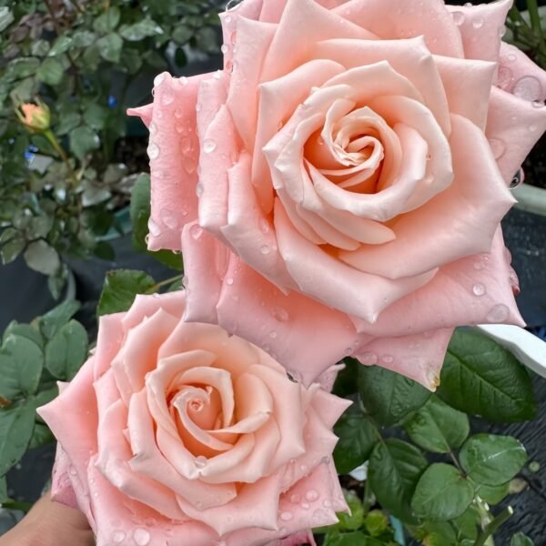 Almond Milk Candy Rose
