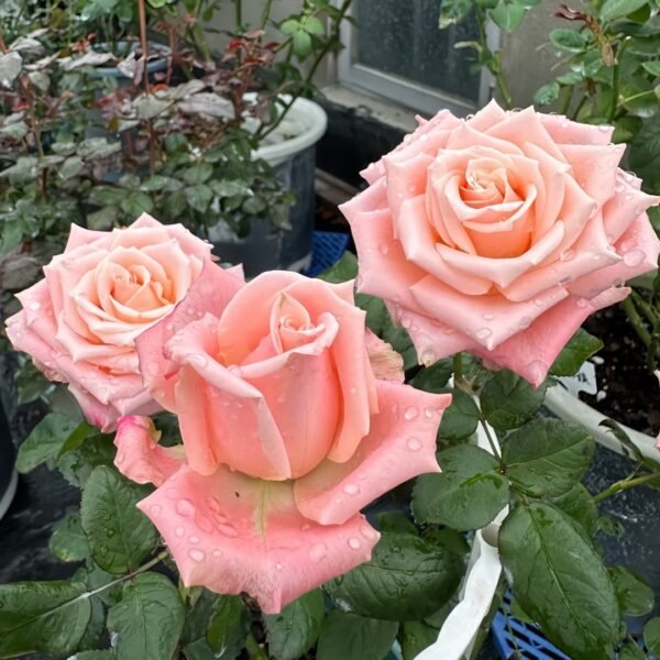 Almond Milk Candy Rose