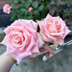 Almond Milk Candy Rose