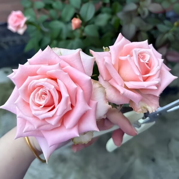 Almond Milk Candy Rose