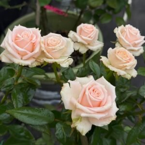 Almond Milk Candy Rose