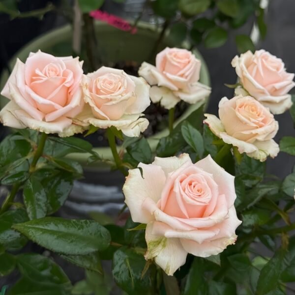 Almond Milk Candy Rose