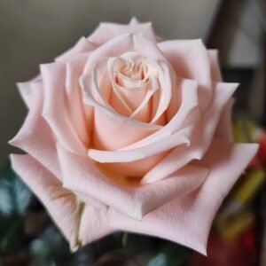 Almond Milk Candy Rose