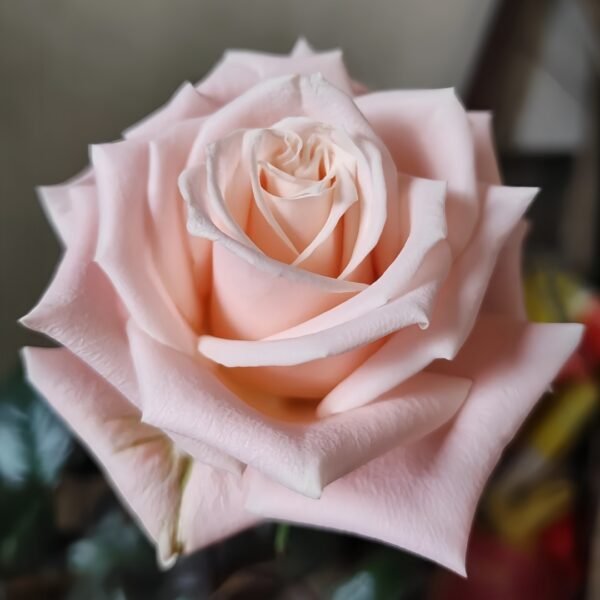 Almond Milk Candy Rose
