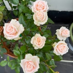 Almond Milk Candy Rose Plant|杏仁奶糖 - 图片 10