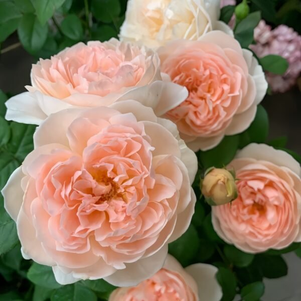Ambridge Rose