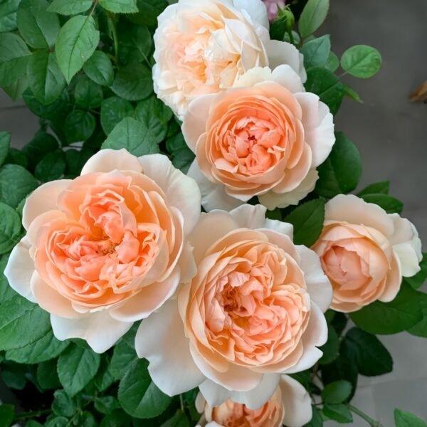 Ambridge Rose