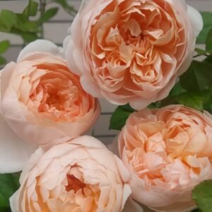 Ambridge Rose
