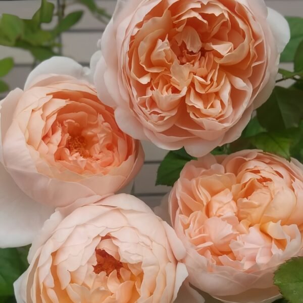 Ambridge Rose