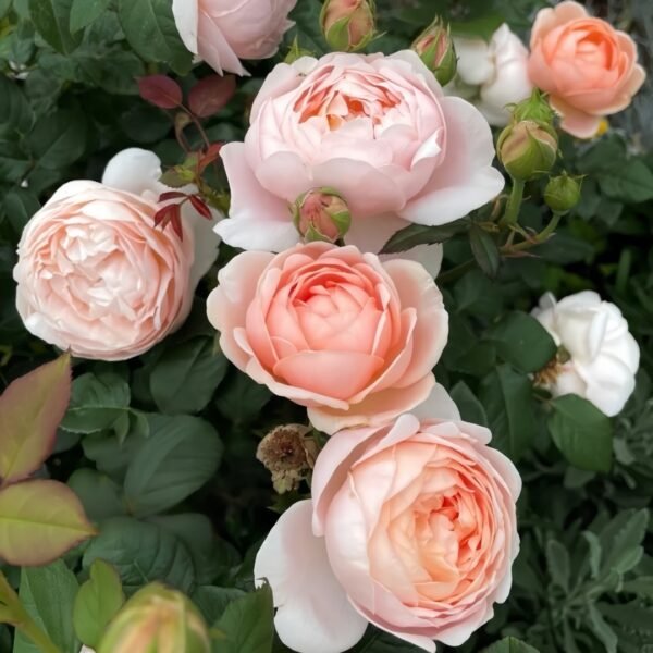 Ambridge Rose
