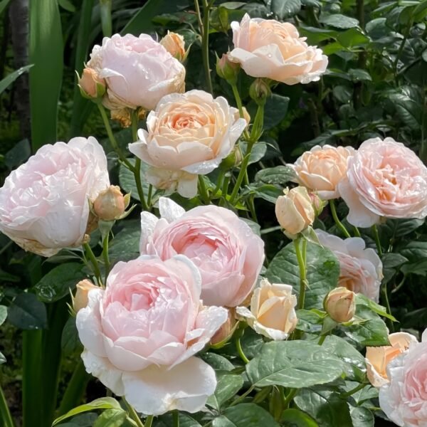 Ambridge Rose