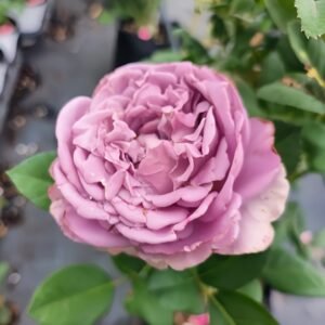 Amethyst Rose