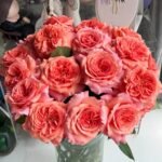 Amour de Molène Rose