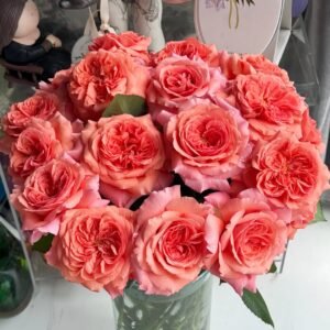 Amour de Molène Rose