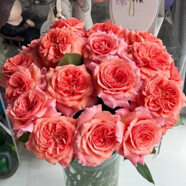 Amour de Molène Rose