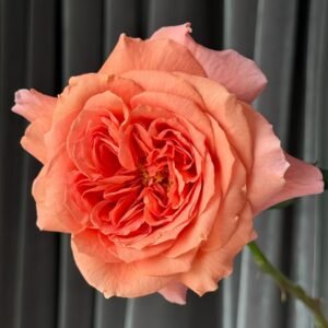 Amour de Molène Rose
