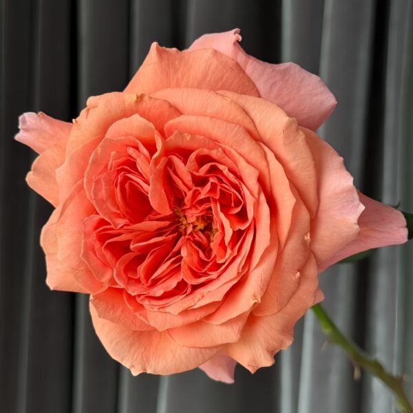 Amour de Molène Rose