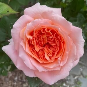 Amour de Molène Rose