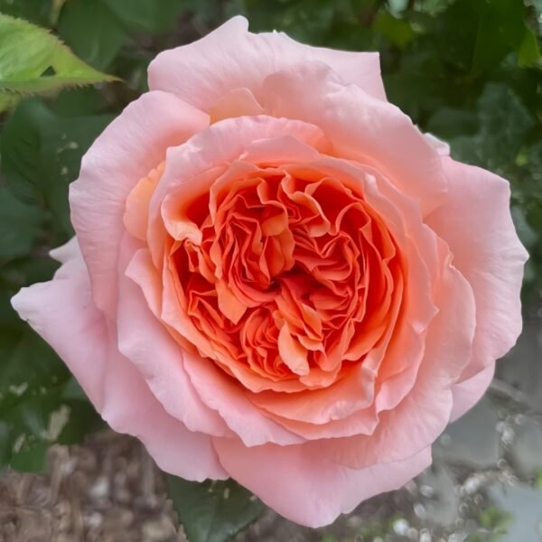 Amour de Molène Rose
