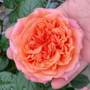 Amour de Molène Rose