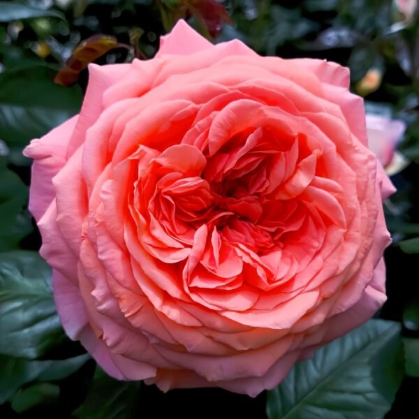 Amour de Molène Rose