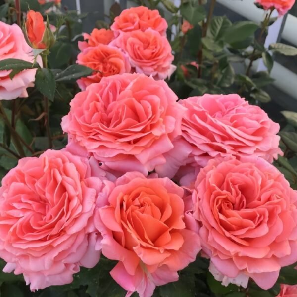 Amour de Molène Rose