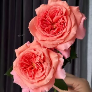 Amour de Molène Rose